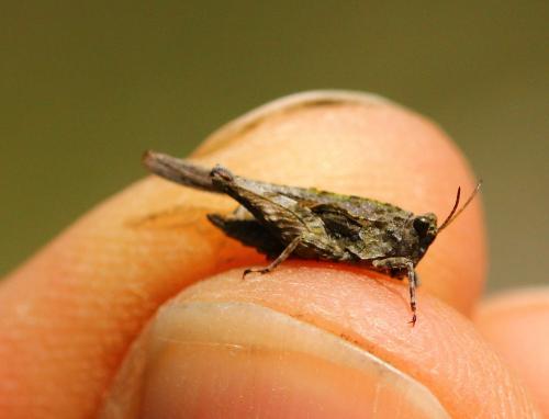 Tetrix ceperoi ceperoi